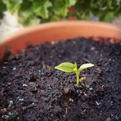 Pot-grown seed