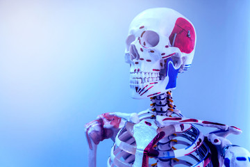 Human anatomy model. Medical office.