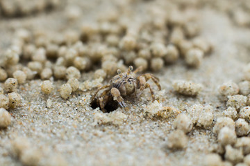 Crab soldier got out of the burrow and rolls ball of sand