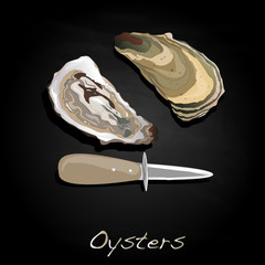 Fresh oyster image set