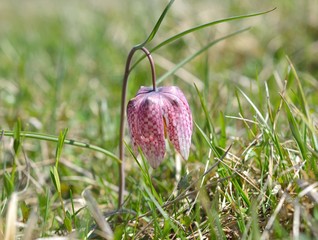  Fritillary flower (Fritillaria meleagris) also known as Chess Flower