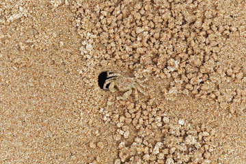 Tiny Sand Bubbler crab standing at the side of its burrow in the sand.