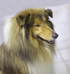 Собака Колли