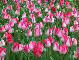 Bunch of Blooming Vivid Pink and White Two-Tone Tulip Flowers in the Spring Shower 