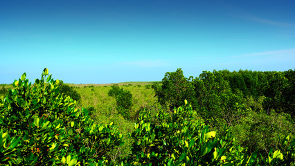 Fototapeta na wymiar trees of mangrove forest and blue sky.