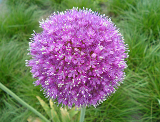 Closed up Blooming Purple Wild Allium in the Green Grass Field, Spring in The Netherlands