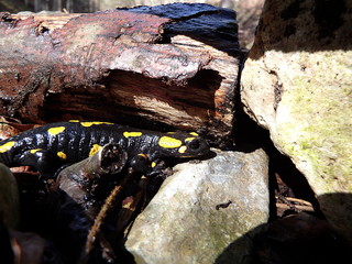 fire salamander, (Salamandra salamandra)