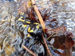 fire salamander, (Salamandra salamandra)
