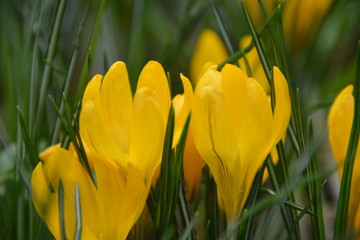 Beautiful fresh blooming yellow crocus flowers