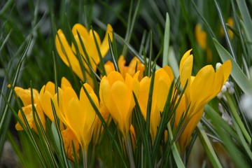 Beautiful fresh blooming yellow crocus flowers 