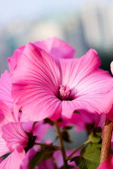 pink flower, flower closeup, beautiful flower