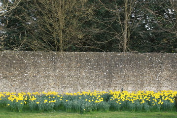 Osterglocken vor Mauer
