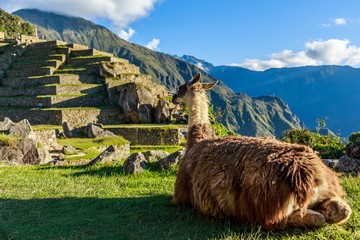 Lama sitting on the grass and looking at terrace of Machu Picchu - obrazy, fototapety, plakaty