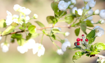 Fototapeta na wymiar First Spring apple blossoms,morning shot
