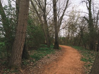 Obraz premium Camino entre árboles en Vic