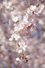 枝垂れ桜