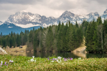 Landscape of spring lake in the bavarian mountains and the flowers crocus on foreground. 