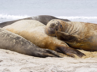 South Elephant Seal, Mirounga leonina, Sea Lion Island, Falkland  - Malvinas