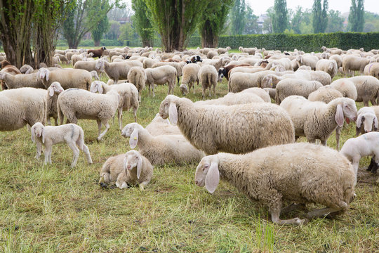 Flock of sheep grazing the grass in the park
