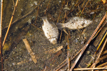 Natural disaster - dead fish