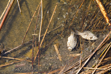 Natural disaster - dead fish
