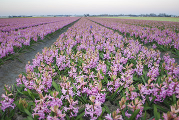 Fototapeta premium Pink Hyacinth (Hyacinthus) plants growth in the meadow. 