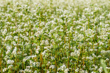 ripe buckwheat field