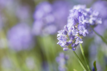 Lavender blossoms in summer with blurred background
