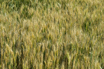 ripening ears of wheat in field
