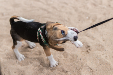 Beagle on an ocean beach of tropical Bali, Indonesia.