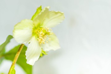 White hellebore blooms in the sun