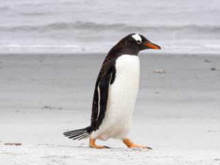 Naklejka premium Gentoo penguin, Pygoscelis Papua, on the Sea Lion Island, Falkland / Malvinas