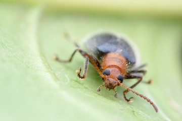 Super macro beetle on green leaf