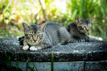 Obraz premium Thai Cat