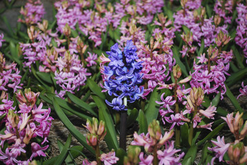 Obraz premium Blue Hyacinth (Hyacinthus) plant growth in the center of Pink Hyacinth's meadow. 