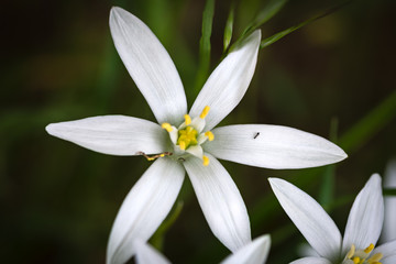 Ornithogalum umbellatum