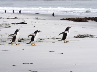 Gentoo penguin, Pygoscelis Papua, on the Sea Lion Island, Falkland / Malvinas