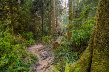Obraz premium A path in the fairy green forest. The sun's rays fall through the branches. Redwood national and state parks. California, USA