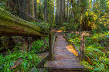 Huge logs overgrown with moss lie in the forest. A path in the fairy green forest. Redwood national and state parks. California, USA