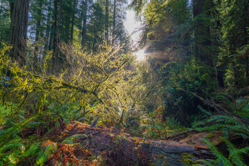 Fairy green forest. Large trees were overgrown with moss. The sun's rays fall through the leaves. Redwood national and state parks. California, USA