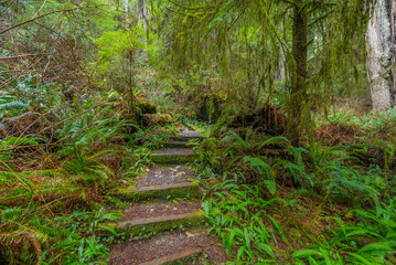Steps in the fairy green forest. Large trees were overgrown with moss and fern. Redwood national and state parks. California, USA
