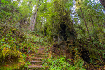 Obraz premium Steps in the fairy green forest. Large trees were overgrown with moss and fern. Redwood national and state parks. California, USA