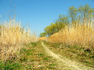 Fototapeta premium 春の河川敷の道