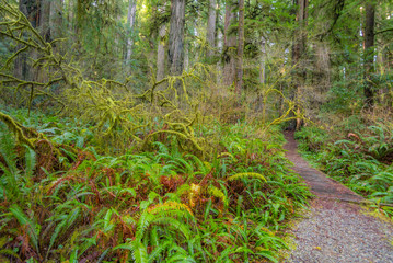 Obraz premium A path in the fairy green forest. The sun's rays fall through the branches. Redwood national and state parks. California, USA