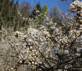 Blühender Schlehdorn, Prunus spinosa