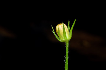 Close up yellow flower bud on black background