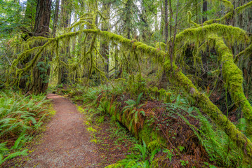 Obraz premium A path in the fairy green forest. The sun's rays fall through the branches. Redwood national and state parks. California, USA