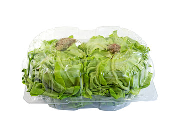 Two greenhouse grown Boston lettuce in a container