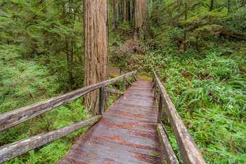 Wooden bridge in the fairy green forest. Large trees were overgrown with moss and fern. Redwood national and state parks. California, USA