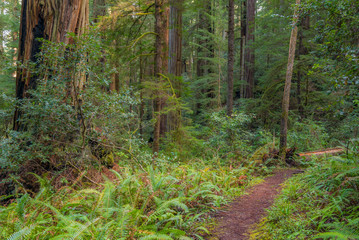 A path in the fairy green forest. The sun's rays fall through the branches. Redwood national and state parks. California, USA